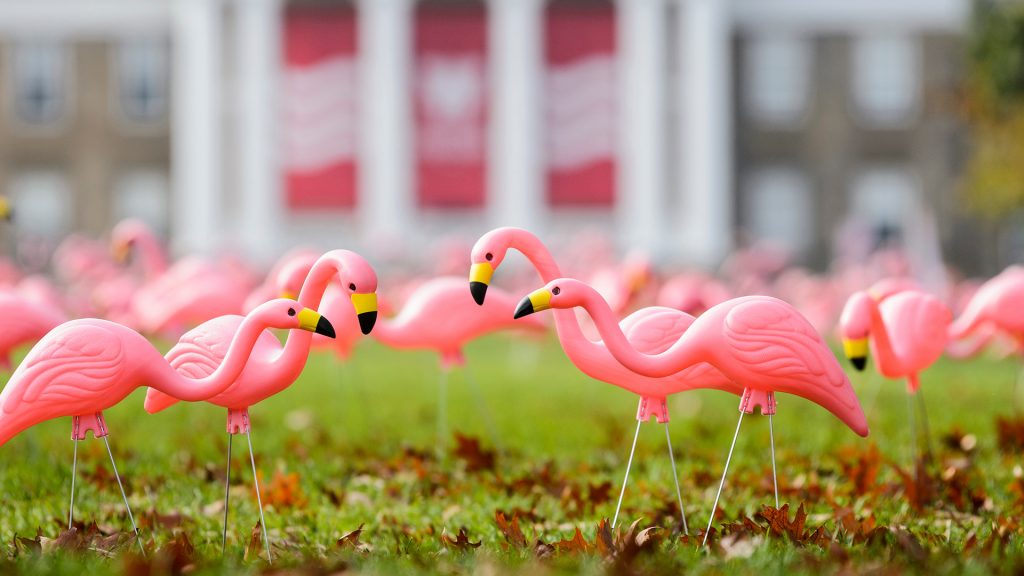 Plastic lawn flamingos on Bascom Hill