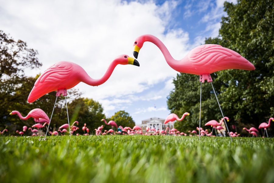 Hundreds of plastic pink flamingos adorn Bascom Hill at the University of Wisconsin-Madison as part of the annual "Fill the Hill" event, held this autumn on Oct. 17, 2018. The event, which is part of the UW's 2018 Annual Campaign, places a pink flamingo on Bascom Hill for each donation received that day. (Photo by Jeff Miller / UW-Madison)