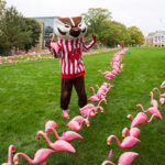 Bucky Badger stands on Bascom Hill during Fill the Hill, long rows of lawn ornament flamingos stretching up the hill.