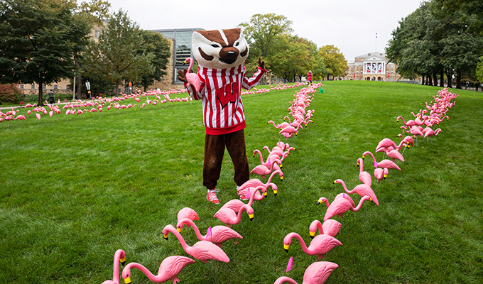 Bucky Badger stands on Bascom Hill during Fill the Hill, long rows of lawn ornament flamingos stretching up the hill. 