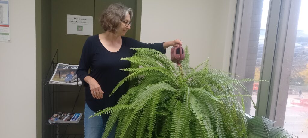 Graduate adviser Lisa Aarli waters the large fern in Vilas Hall.